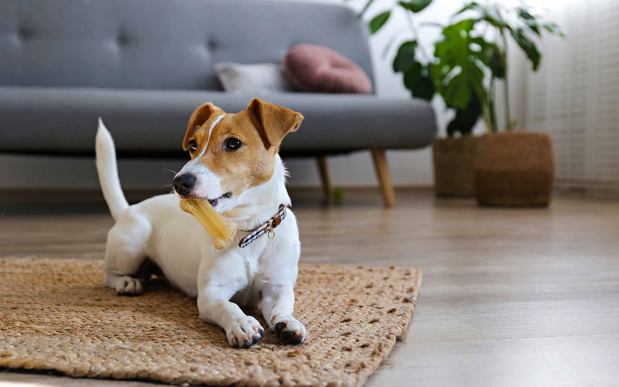 Cute four months old Jack Russel terrier puppy with folded ears at home